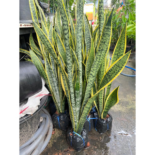 ต้นลิ้นมังกรไม้ฟอกอากาศ Snake plant (Sanseveria Laurentii) :  ลิ้นมังกร หรือ Belgian curtains