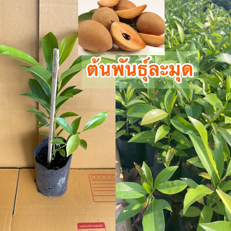 ต้นละมุดกระสวยมาเลย์พันธุ์เตี้ย /สั่งซื้อ 3️⃣ แถม 1️⃣ ต้น/เพาะเมล็ด เนื้อหวานกรอบสูง10-25ซม.ต้น