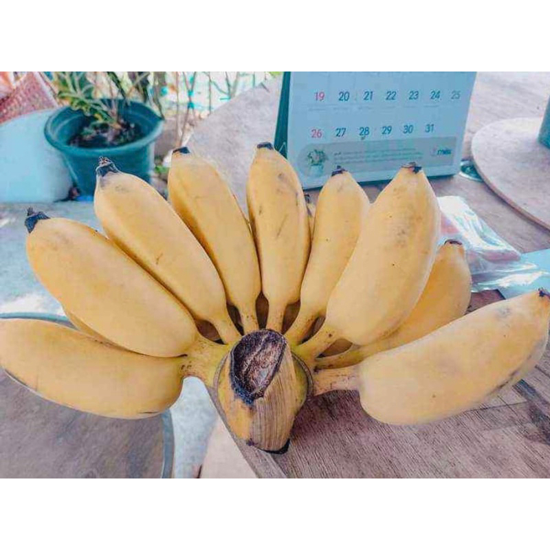 กล้วยน้ำว้าพันธุ์มะลิอ่อง ชุด 3 หน่อ 99 บาท ผลสุกหวานอร่อยขายได้ราคาสูง หรือที่ใช้ทอดกล้วยแขก ปลูกง่ายปลูกได้ทุกพื้นที่ - รูปที่ 5