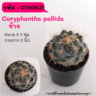 CT005(2)Coryphantha pallida  ช้าง ไม้เมล็ด cactus กระบองเพชร แคคตัส กุหลาบหิน