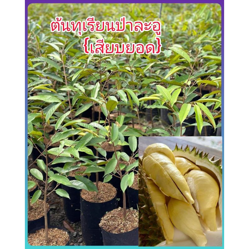ต้นทุเรียนป่าละอู เป็นต้นเสียบยอด ขนาดต้น40-60ซม. สินค้าพร้อมส่งคะ