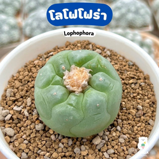 💚 โลโฟโฟร่า ไซส์ใหญ่ 🪴 Lophophora  🌸🌸-- แคคตัส กระบองเพชร ไม้อวบน้ำ