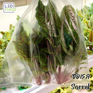 [ตัดสดทุกออเดอร์] ซอเรล (Red Veined Sorrel) | ผักสลัด สดสะอาด ปลอดสารเคมี