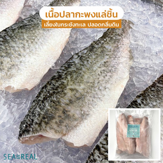 Seareal เนื้อปลากะพงแล่ชิ้นแช่แข็ง 1+ กก. ปลอดกลิ่นดิน | Frozen Seabass Premium 1+ kg