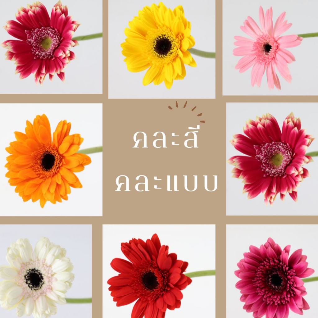 ดอกเยอเบอร่า(10 ดอก/กำ) **รบกวนลูกค้าเช็คสีในแชทก่อนกดสั่งซื้อนะคะ*