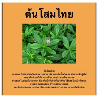 โสมไทยหัวสด(ครึ่งกก.) ขุดสดเสียหายเคลมฟรี