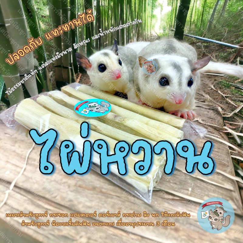 ( ไผ่หวาน 50กรัม ) ไผ่ ไม้แทะ ลับฟัน ไม้แอปเปิ้ล ชูการ์ กระรอก ดอร์เมาส์ แฮมสเตอร์ บุชเบบี้ ลิงมาโมเสท กระต่าย
