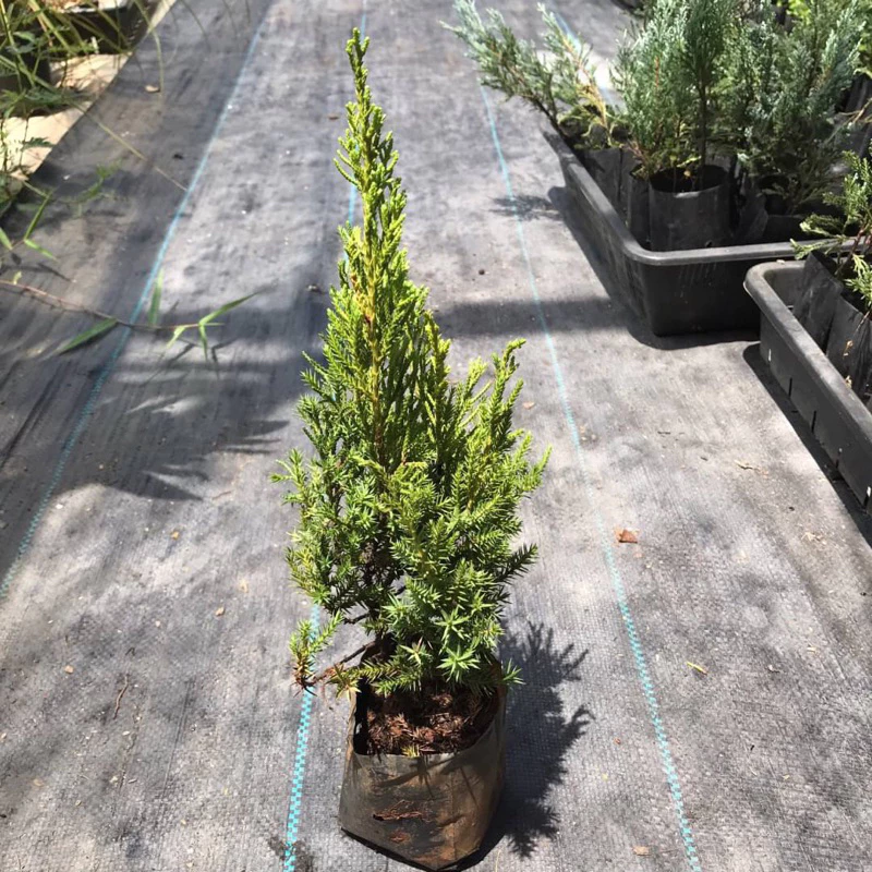 สนมังกร กล้าสนมังกร🌲 สูงประมาน 25-30 ซม. เลี้ยงง่ายชอบแดด ประดับออฟฟิต รั้วบ้าน ตัดแต่งกิ่งได้ตามต้องการบอนไซ