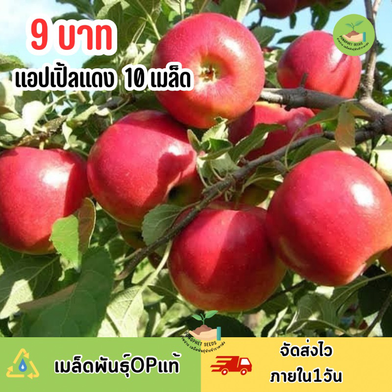 9 บาท เมล็ดพันธุ์ แอปเปิ้ลแดงใหญ่ บรรจุ 10 เมล็ด