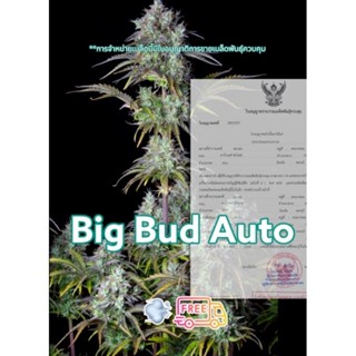 เมล็ดกัชชา Big Bud นำเข้าจากอเมริกาสายพันธ์แท้ไม่ผสม รับประกันการงอก100% แถมฟรีปุ๋ยฮอร์โมน เมล็ดหญ้ารูซี่