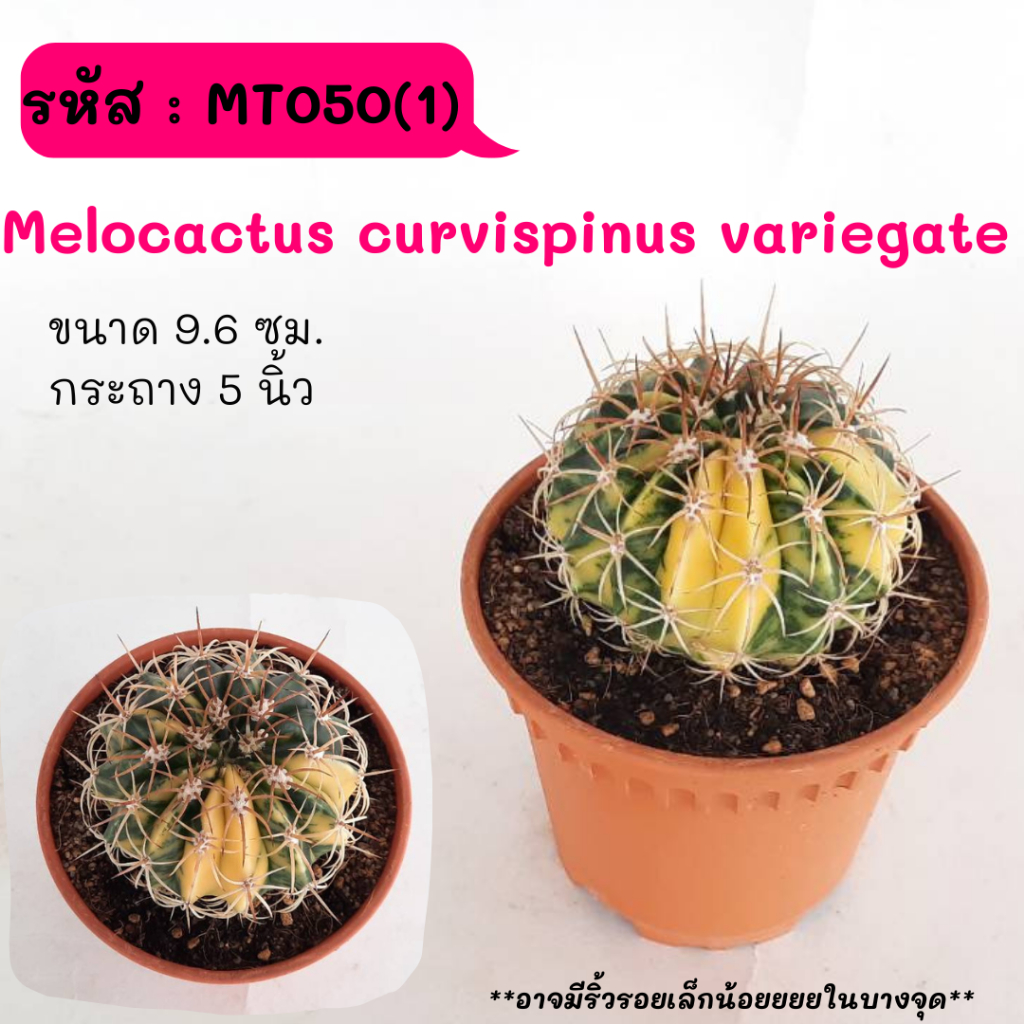 MT050(1) Melocactus curvispinus variegate ไม้เมล็ด cactus กระบองเพชร แคคตัส กุหลาบหิน พืชอวบน้ำ