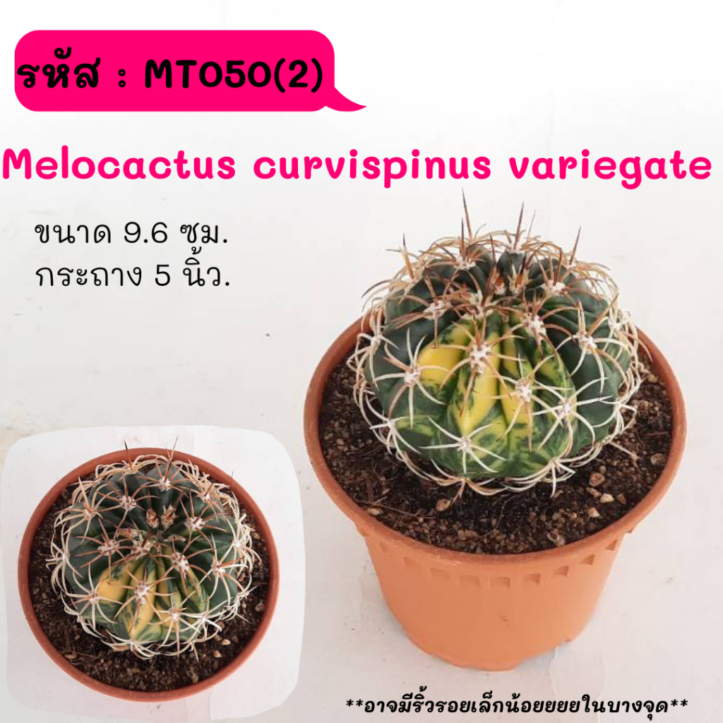 MT050(2) Melocactus curvispinus variegate ไม้เมล็ด cactus กระบองเพชร แคคตัส กุหลาบหิน พืชอวบน้ำ