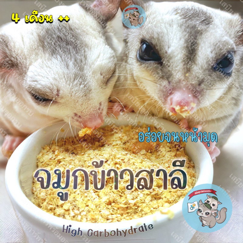 ( จมูกข้าวสาลี ) WHEAT GERM จมูกข้าวสาลีอบแห้ง ข้าวสาลี อาหารสัตว์ ขนมสัตว์ ชูการ์ กระรอก ดอร์เมาส์ บุชเบบี้ ลิงมาโมเสท