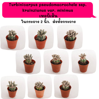 TT009 Turbinicarpus pseudomacrochele ssp. krainzianus var. minimus เทอร์บิเส้น กระบองเพชร แคคตัส กุหลาบหิน พืชอวบน้ำ