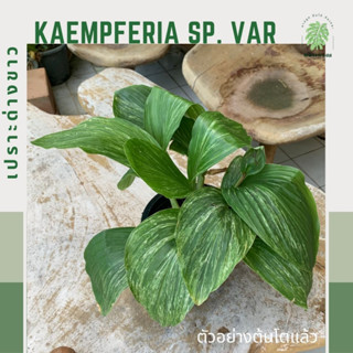 เปราะด่างขาว | เปราะป่าด่าง | เปราะด่าง | Kaempferia sp. variegated