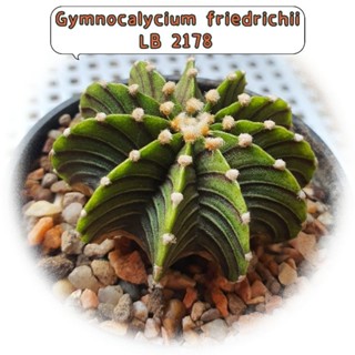 ยิมโน LB 2178 Gymnocalycium แคคตัส กระบองเพชร ไม้เมล็ด