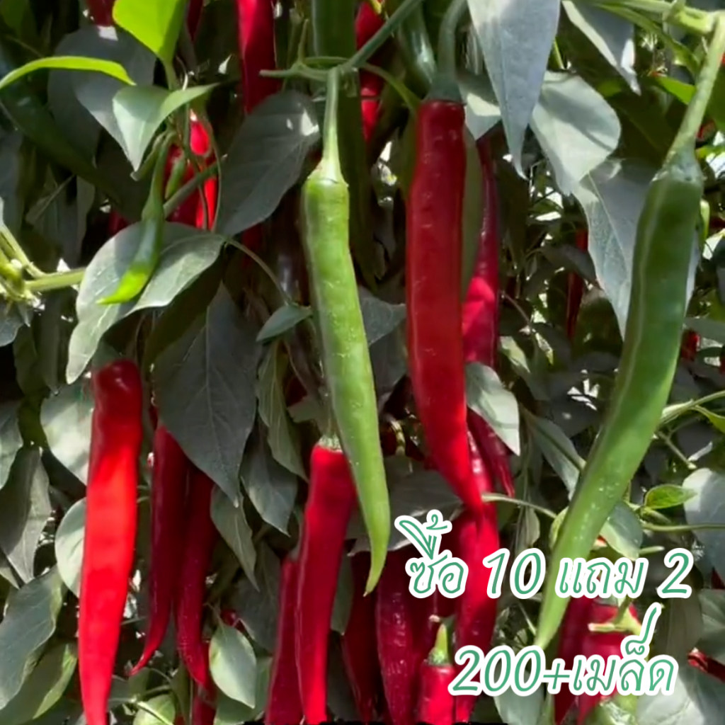 เมล็ดพันธุ์ เมล็ดพันธุ์พริก พริกชี้ฟ้า 200+เมล็ด ปลูกผัก ปลูกง่าย[10 แถม 2 คละได้]