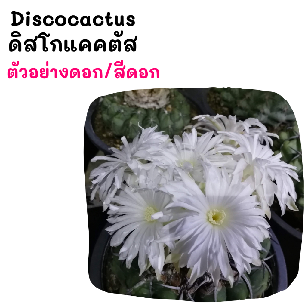 DT001 Discocactus ดิกโก้แคคตัส ไม้เมล็ด cactus กระบองเพชร แคคตัส กุหลาบหิน พืชอวบน้ำ