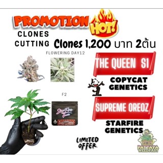 กิ่งชำแพ็ค คู่2ต้น limited edition the Queen S1 กับSupreme Oreoz starfire genetic