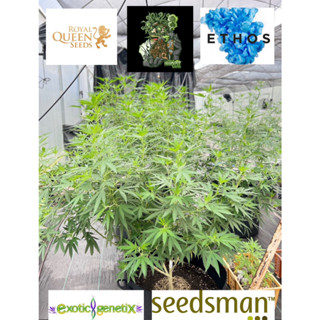 เคลมฟรี!! กิ่งชำกัญชาเพาะจากเมล็ดค่ายดัง Exotic genetic, In house, Ethos, Seedsman🪴