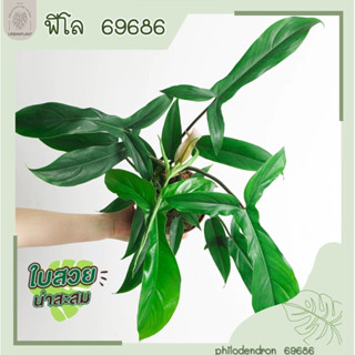 Philodendron69686/ฟิโลแปลกๆหายาก/ฟิโล69686/69686