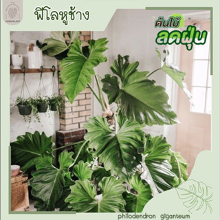 ฟิโลหูช้าง/ฟิโลเดนดรอนหูช้าง/Philodendron Gigantuem