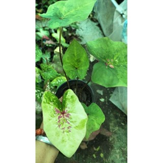 บอนสีสาวเชียงใหม่caladium