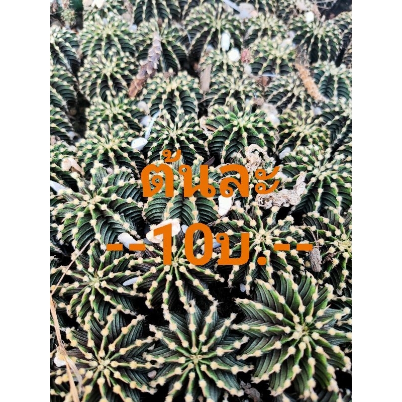 LB2178 cactus แคคตัส ยิมโน หนามเดี่ยว ต้นละ10บาท