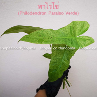 ตัดสด กิ่ง ฟิโลเดรนดอน พาไรโซ่ (Philodendron Paraiso Verde) ไม้ด่าง เลี้ยงในน้ำได้