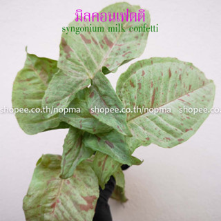 ต้นออมมิล  (จำนวน 1 กิ่ง) syngonium milk confetti (มิลคอนเฟตติ) ต้นไม้มงคล ต้นไม้ปลูกในน้ำ ได้
