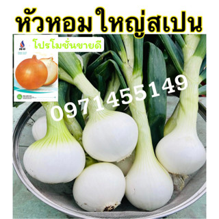 เมล็ดพันธุ์หัวหอมใหญ่ สเปน เปลือกเหลือง (700 - 800 เมล็ด) OP