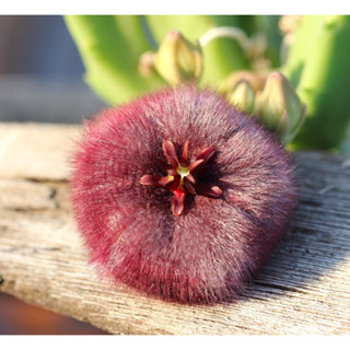 Stapelia obducta เก๋งจีนหายาก ***เด็ดสด1กิ่ง***