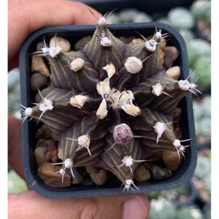 ยิมโน ยิมโนคาไลเซียม Gymnocalycium แคสตัส แคตตัส แคทตัส cactus กระบองเพชร