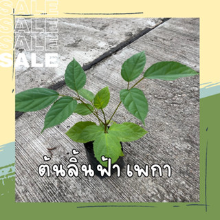 ต้นลิ้นฟ้า หรือต้นเพกา ในถุงดำ 3.5 x 7 นิ้ว