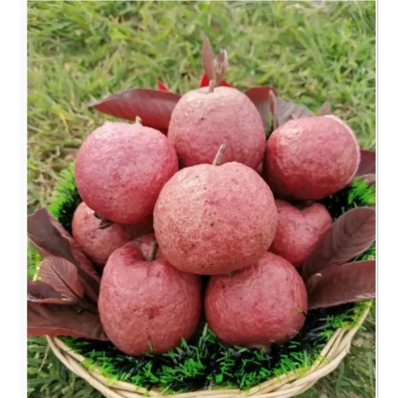 กิ่งพันธุ์ฝรั่งแดงอโยธยา มาใหม่ สูง70 ซม.กิ่งเสียบยอด
