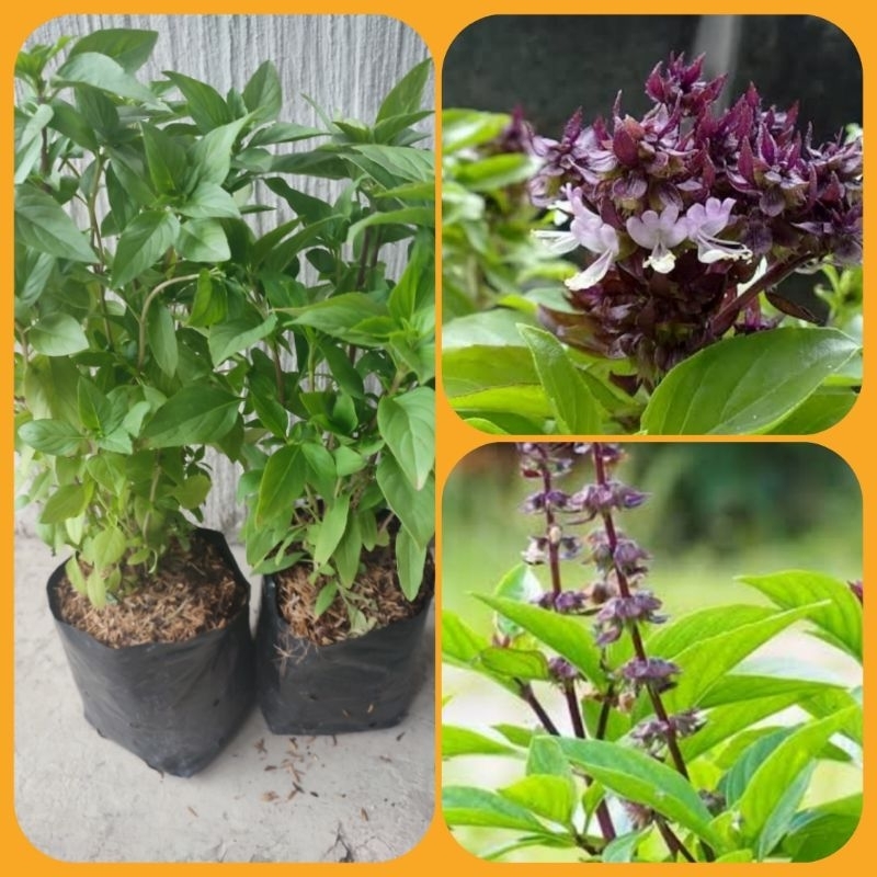 ต้นโหระพาถุงดำพร้อมปลูก6นิ้ว(สินค้าต้นใหญ่หรือเล็กขึ้นอยู่กับฤดูกาล)