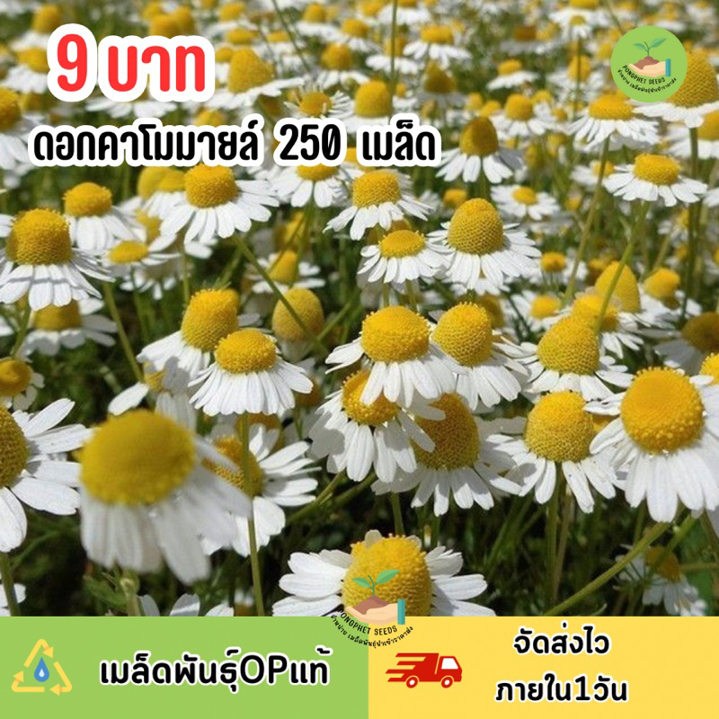 ดอกคาโมมายล์ ทานได้ บรรจุ 250 เมล็ด