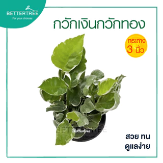 กวักเงินกวักทอง กระถางขนาด 3 นิ้ว ต้นไม้ ต้นไม้เล็ก