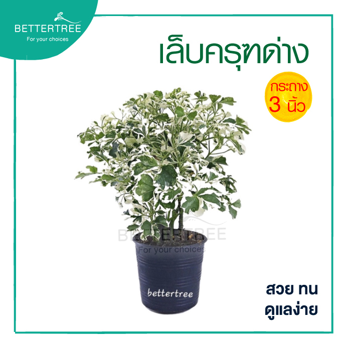เล็บครุฑใบด่าง กระถาง 3 นิ้ว ไม้มงคล ไม้ฟอกอากาศ