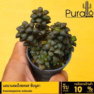 ต้นไม้อวบน้ำ กุหลาบหิน แอนาแคมป์เซอรอส ซับนูดา Anacampseros subnuda #succulent #Anacampseros