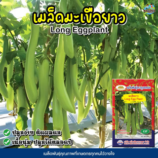 เมล็ดมะเขือยาว Long Eggplant ตราภูเขาทอง เมล็ดพันธุ์มะเขือยาว เมล็ดผักสวนครัว เมล็ดพันธุ์มะเขือ เมล็ดมะเขือ เมล็ดพันธุ์