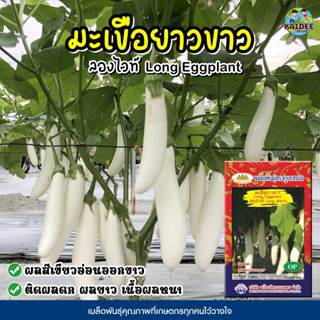 เมล็ดมะเขือยาวขาว ลองไวท์ Long Eggplant ตราภูเขาทอง เมล็ดพันธุ์มะเขือยาวขาว มะเขือยาวขาว เมล็ดมะเขือยาว