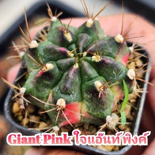 Giant Pink ใจแอ๊นท์ พิงค์ ด่างลงร่าง สีชมพู