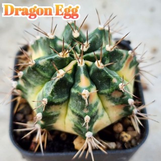 Gymno GreenCandy กรีนแคนดี้ (Dragon egg ไข่มังกร)