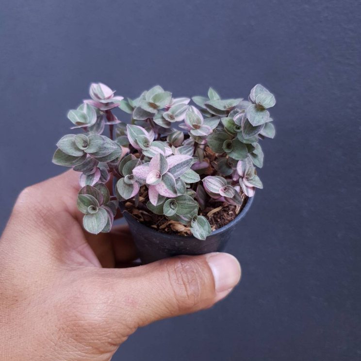 ต้นไม้อวบน้ำ กุหลาบหิน ริบบิ้นชาลี เบียงก้า #succulent #Callisia repens #ริบบิ้นชาลี #สีชมพู - รูปที่ 2