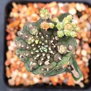 ยูโฟเบีย โอเบซ่า  Euphorbia obesa ไม้กราฟ จำนวน 1 ต้น