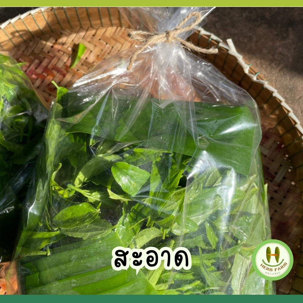 เสลดพังพอนสด อินทรีย์ ใบล้วนๆ คัดใบ ไม่ปนก้าน ใบสด 100 กรัม แถม 10 กรัม อินทรีย์จริงมาตรฐาน IFOAM ฝาหรั่งยอมรับ