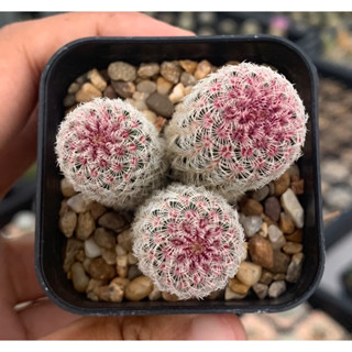 เรนโบว์ Echinocereus rigidissimus ไม้พอต ไม้เพาะเมล็ด แคคตัส กระบองเพชร cactus