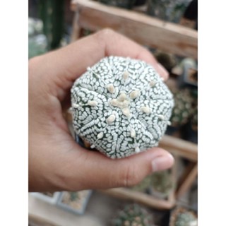 แอสโตร ซุปเปอร์ คาบูโตะ Astrophytum Asterias “Super Kabuto"