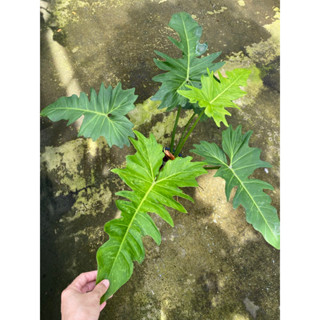 Philodendron minarum พลูจีบลายเมฆ ฟิโลเดนดรอน